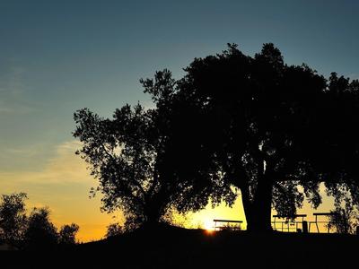 Zachód słońca za sylwetkami drzew i ogrodzenia.