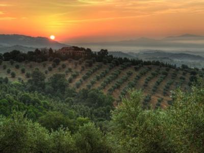 Sonnenuntergang über hügeliger Landschaft mit Olivenhainen und Bäumen.