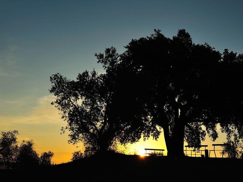 Zachód słońca za sylwetkami drzew i ogrodzenia.