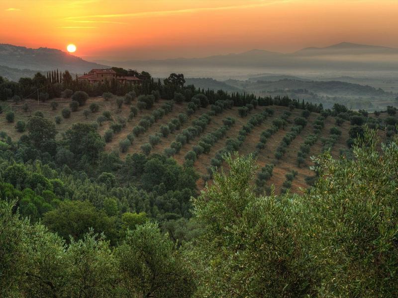 Wschód słońca nad pagórkowatym gajem oliwnym z zielonymi drzewami i poranną mgłą.