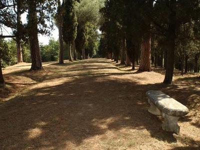 Sunny forest path with trees and a stone bench on the right side.