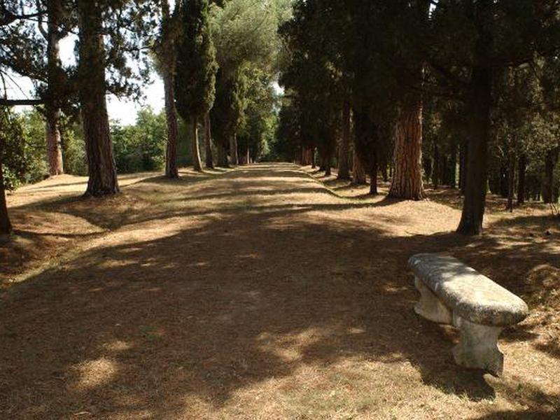 Sunny forest path with trees and a stone bench on the right side.