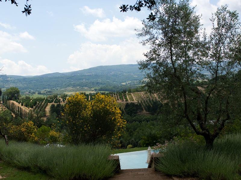 Landscape with vineyards and hills under blue sky with clouds, trees in the foreground.