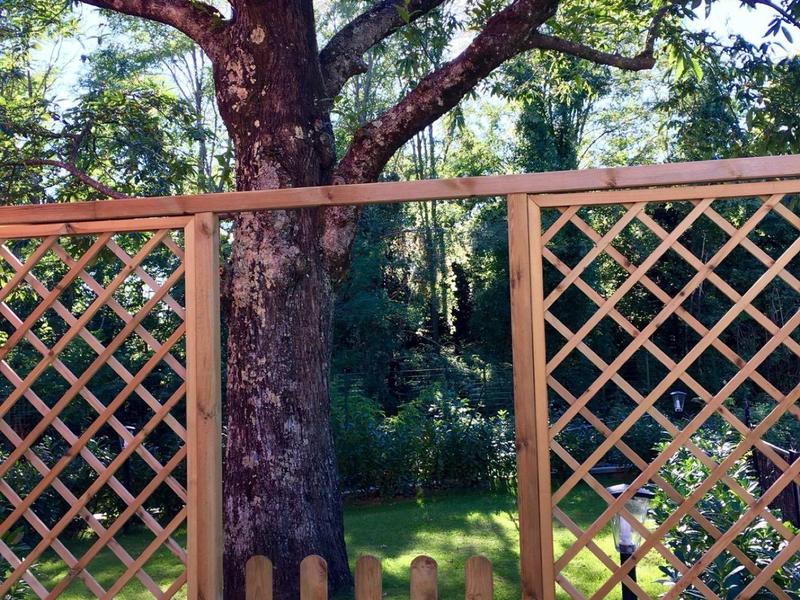 Large tree behind a brown wooden lattice fence in a garden.