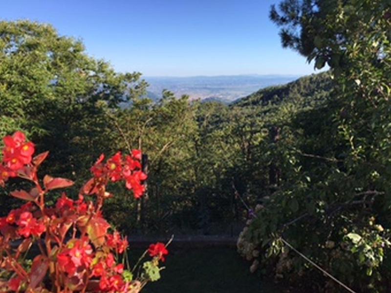 View of green hills and red flowers under a clear blue sky.