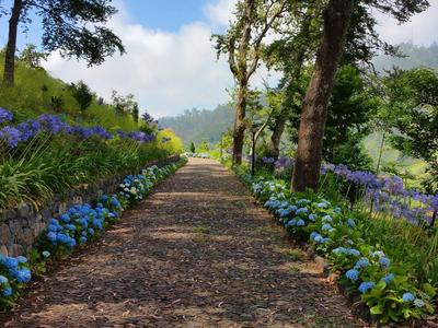 Ein langer Weg durch grünen Wald mit blauen und violetten Blumen an beiden Seiten.