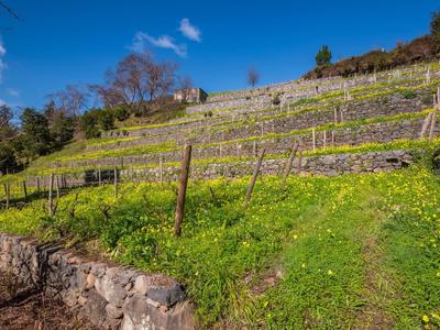 Terrassierter Weinberg mit grünen Pflanzen und blühenden gelben Blumen unter blauem Himmel.
