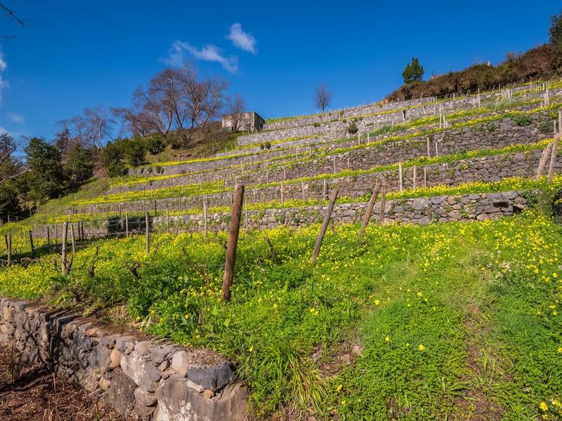 Terrassierter Weinberg mit grünen Pflanzen und blühenden gelben Blumen unter blauem Himmel.
