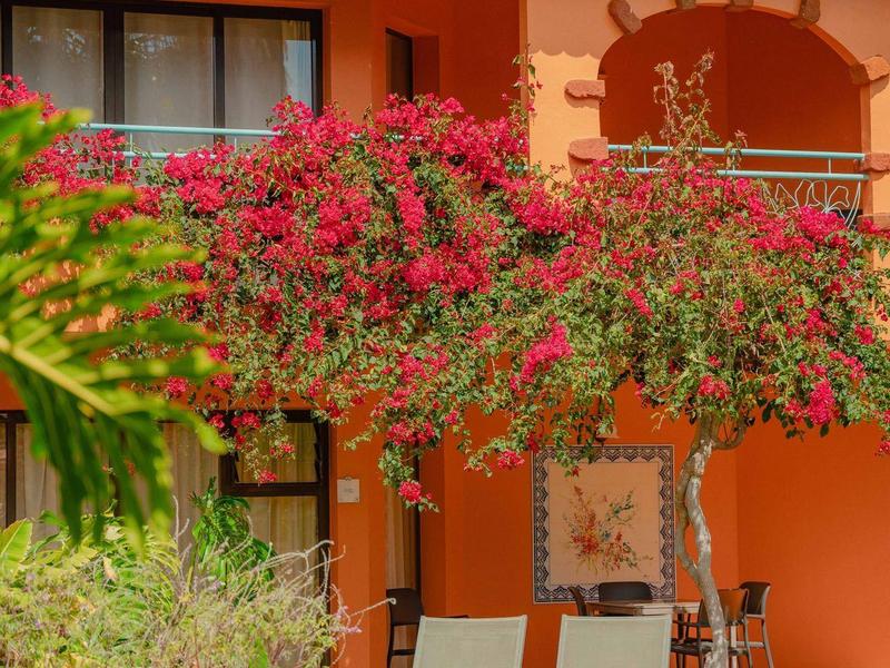 Dom z pomarańczową elewacją, dwoma leżakami i kwitnącymi roślinami pnącymi na przednim podwórku