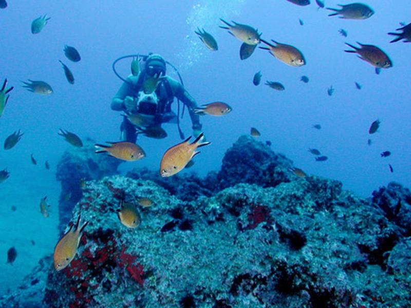Diver explores coral reef with many colorful fish underwater.