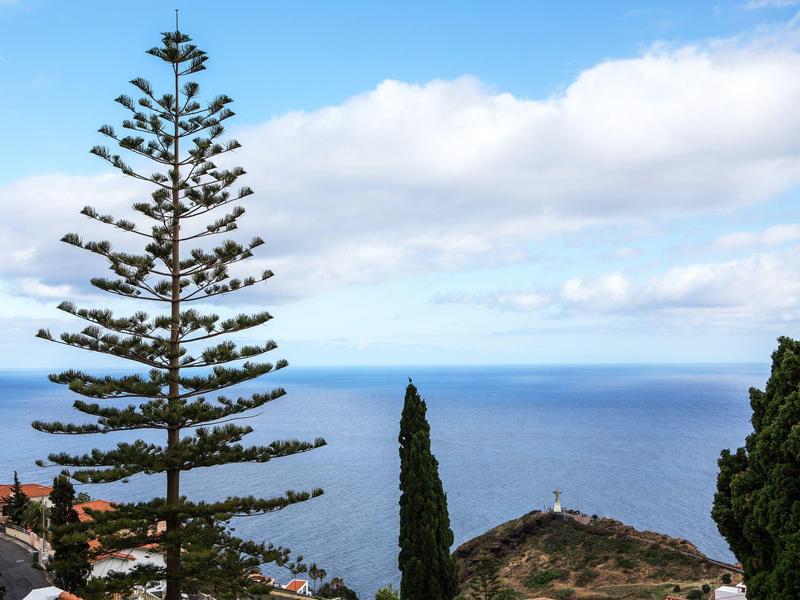 Seaview with conifer trees and cloudy sky along the coast