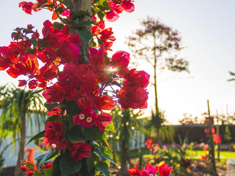Viti fiorite rosse si arrampicano su un palo di legno in un giardino soleggiato.