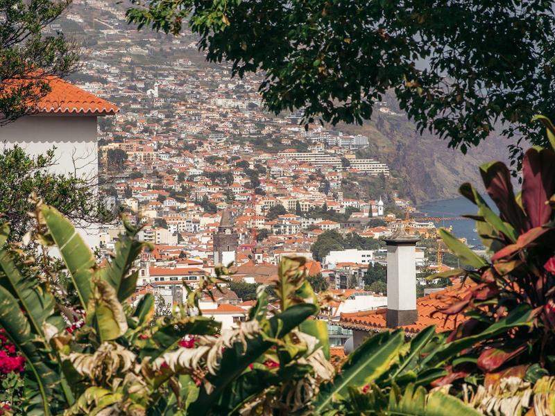 Vista di una città su una collina con case e vegetazione tropicale rigogliosa in primo piano.