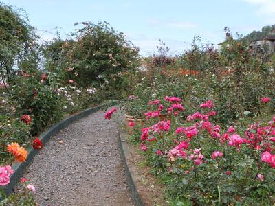 Curved gravel path runs through a garden with colorful rose bushes