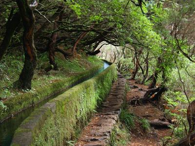 Narrow hiking path alongside a moss-covered water channel in the forest