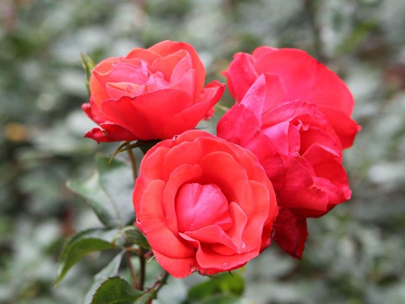 Three red rose blossoms against a blurred green background.