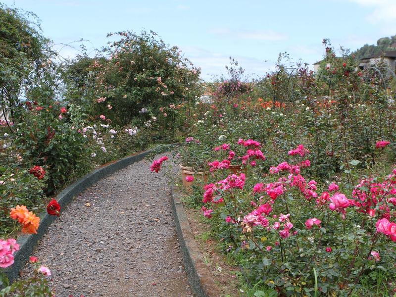 Curved gravel path runs through a garden with colorful rose bushes