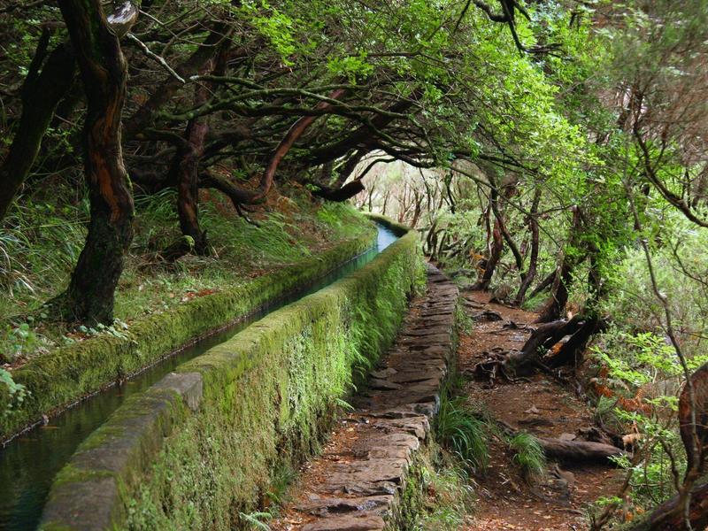 Narrow hiking path alongside a moss-covered water channel in the forest