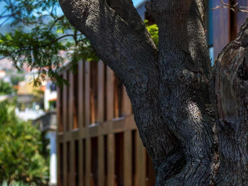 Grote boomstam voor een modern gebouw met verticale houten panelen