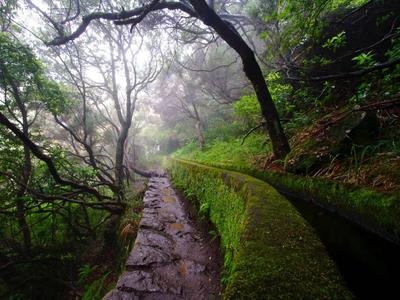 Nasser Waldweg mit Moos bedeckter Steinmauer und nebligen, dicht bewachsenen Bäumen links und rechts.