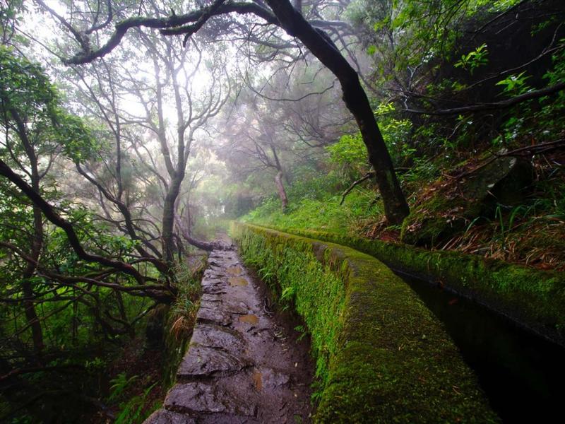 Nasser Waldweg mit Moos bedeckter Steinmauer und nebligen, dicht bewachsenen Bäumen links und rechts.