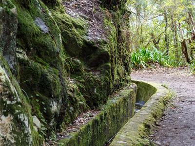 Waldweg mit moosbedecktem Steinbett entlang des Pfads in einer grünen, bewaldeten Umgebung