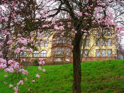 Blühender Baum mit rosa Blüten vor einem mehrstöckigen Hotelgebäude auf einem grünen Hang.