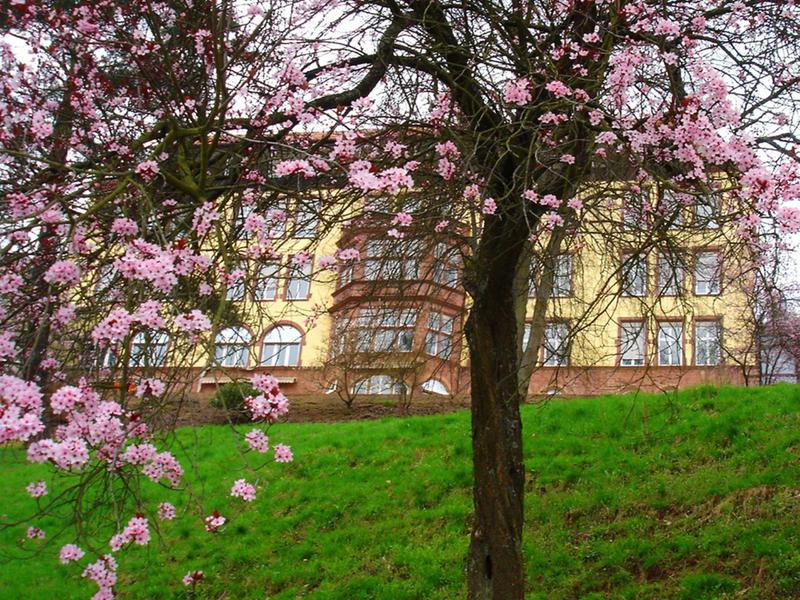 Cerezo en flor frente a un edificio de hotel sobre un césped verde