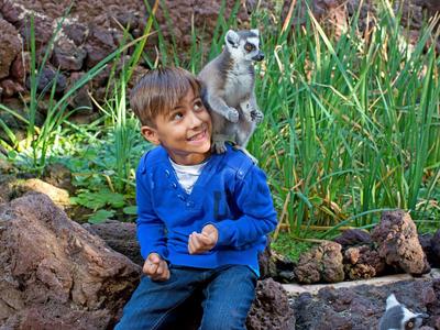 Ein Junge in blauem Pullover sitzt auf Felsen, mit einem Lemuren auf der Schulter im grünen Gras.