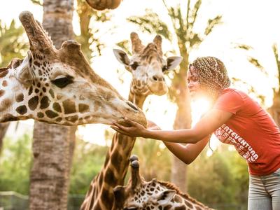 Eine Frau füttert neugierige Giraffen im Sonnenlicht zwischen Palmen.