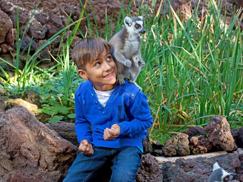 Ragazzo con maglione blu seduto sulle rocce accanto a un lemure circondato dal verde.