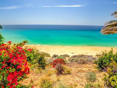 Kvetoucí keře před zlatou písečnou pláží a tyrkysovým mořem pod modrou oblohou.