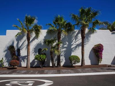 White wall with five palm trees and various shrubs underneath under clear sky.