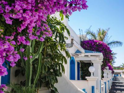 Blooming bougainvillea on white house with blue windows and palm trees at hotel