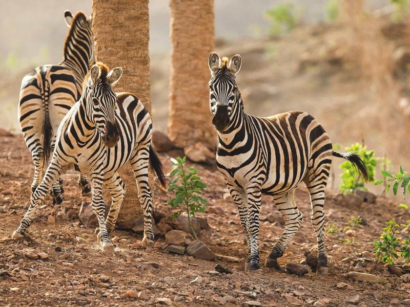 Drei Zebras mit schwarz-weißen Streifen stehen auf trockenem, braunem Boden mit vereinzeltem Grün.