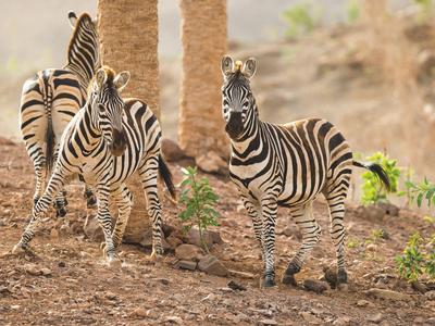 Drei Zebras mit schwarz-weißen Streifen stehen auf trockenem, braunem Boden mit etwas Grün.