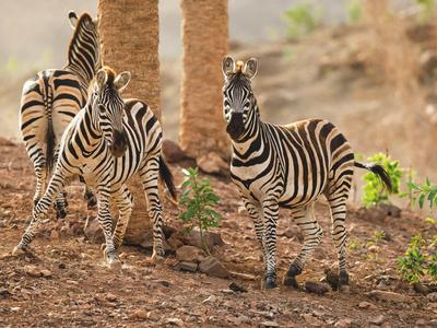 Oasis Wildlife Fuerteventura R2 Rio Calma