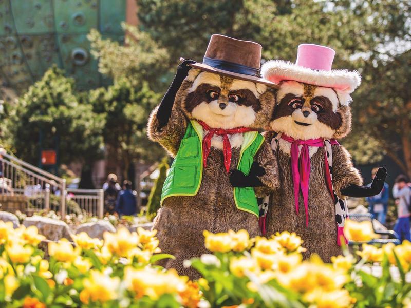 Zwei große Waschbär-Figuren in bunten Hüten und Kleidung stehen zwischen gelben Blumen im Freien.