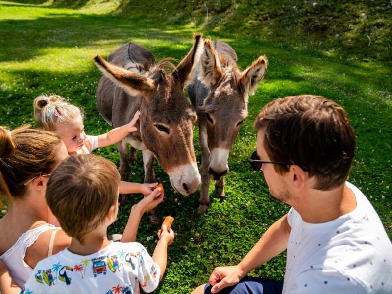 Famille avec enfants nourrissant deux ânes dans un parc vert et ensoleillé.