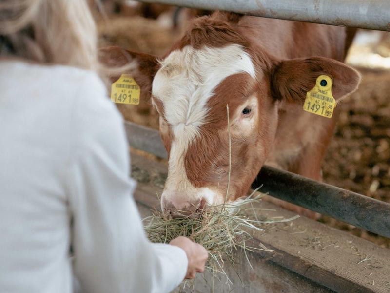 Dítě krmí krávu senem přes plot na farmě