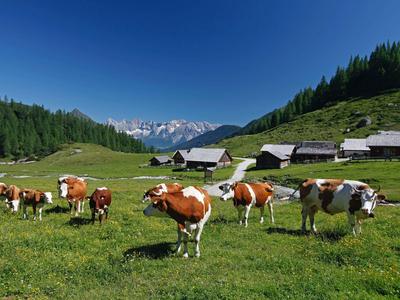 Des vaches paissent dans une prairie alpine verte avec des fermes et des montagnes enneigées en arrière-plan.