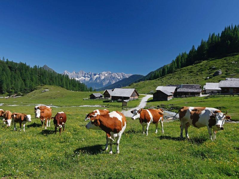 Des vaches paissent dans une prairie alpine verte avec des fermes et des montagnes enneigées en arrière-plan.