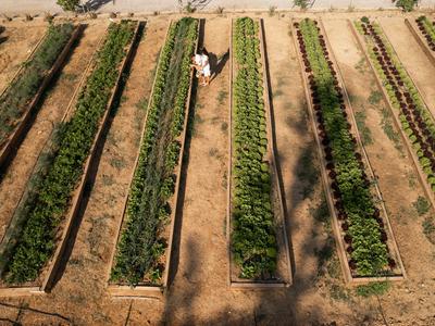 Vista di un giardino con più aiuole rettangolari piantate e due persone che camminano tra di esse.