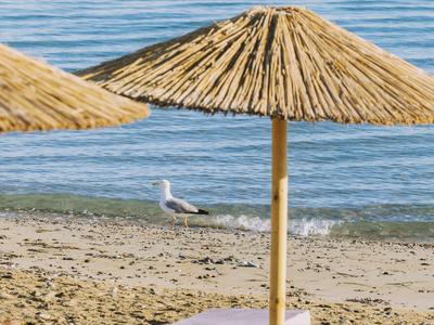Piaszczysta plaża z parasolami ze słomy i mewą przy spokojnym brzegu morza.