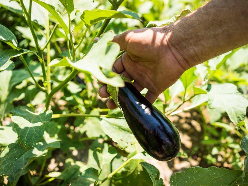 Una mano tiene una melanzana viola scuro su un cespuglio di pianta verde.