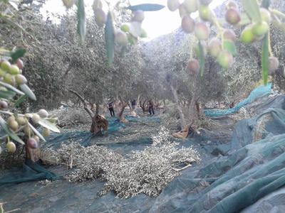 Oliviers avec des filets étalés au sol pour recueillir les olives récoltées.