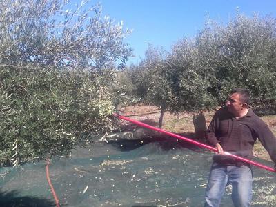 Homme récoltant des olives avec un long outil dans un oliveraie sous un ciel bleu.