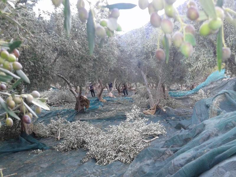 Oliviers avec des filets étalés au sol pour recueillir les olives récoltées.