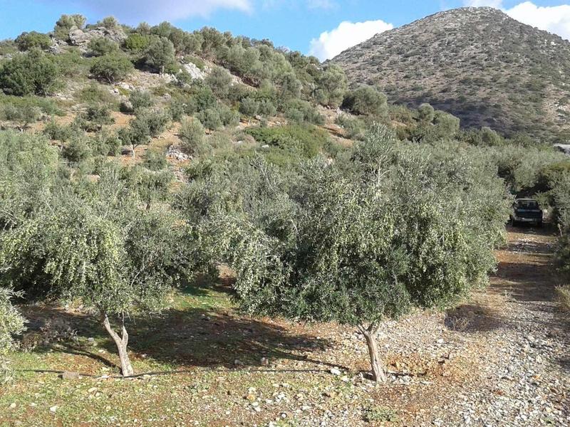Paysage avec oliviers et collines sous un ciel bleu.