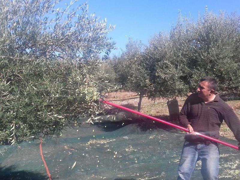Homme récoltant des olives avec un long outil dans un oliveraie sous un ciel bleu.